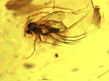 Vorschaubild Bernstein m. 2 Pilzmücken